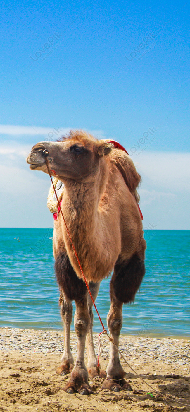 Camel - HD Wallpapers | Earth Blog