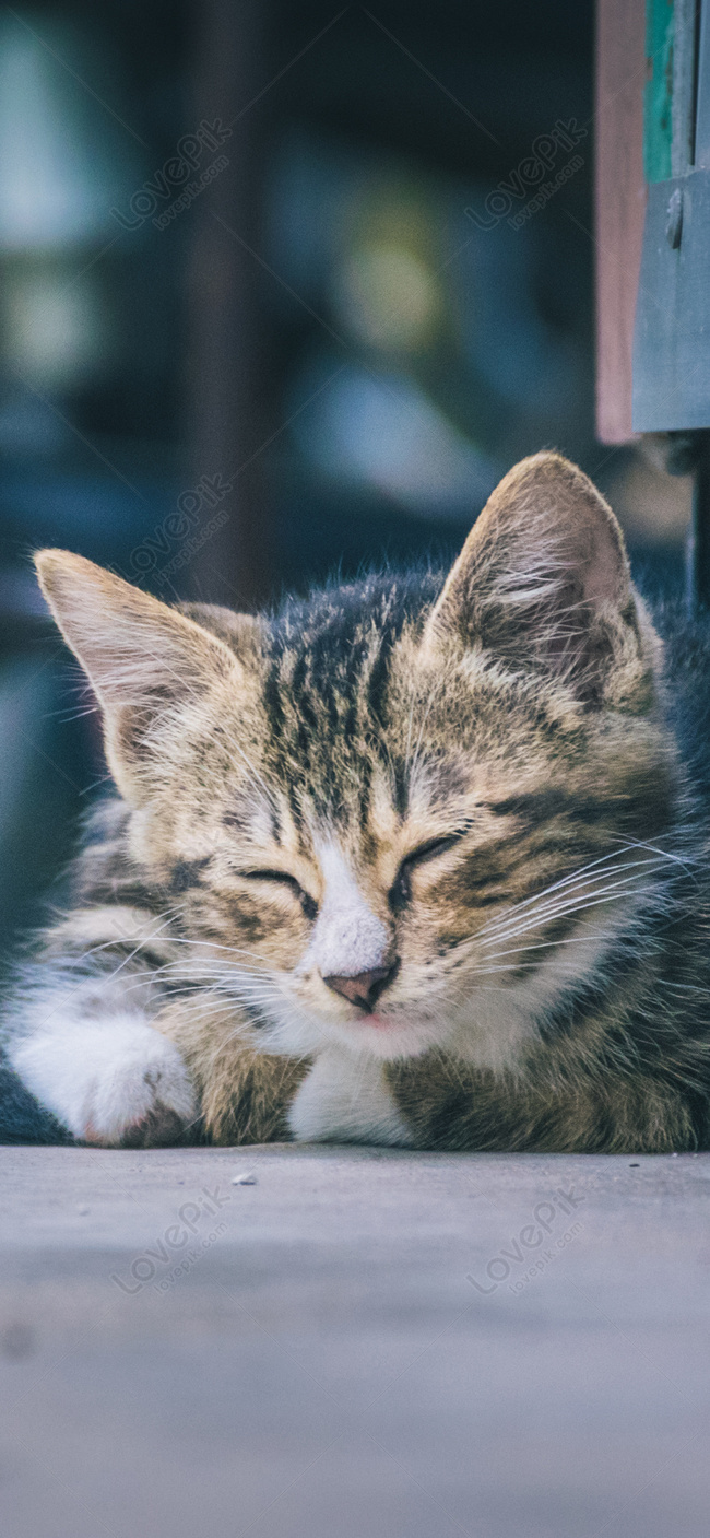 Hình nền ảnh nền mèo cute Cho desktop và mobile của bạn