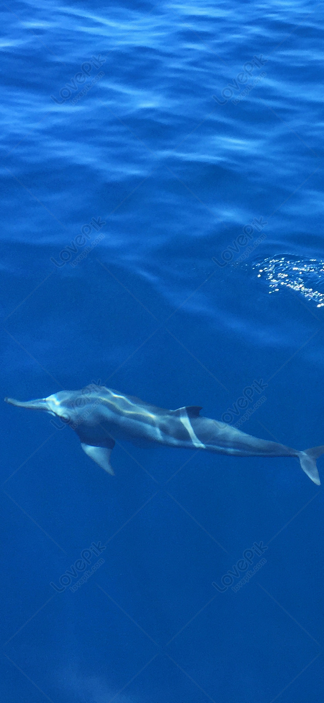 Fondo De Pantalla Móvil De Delfines Imagen de Fondo Gratis Descargar en  Lovepik