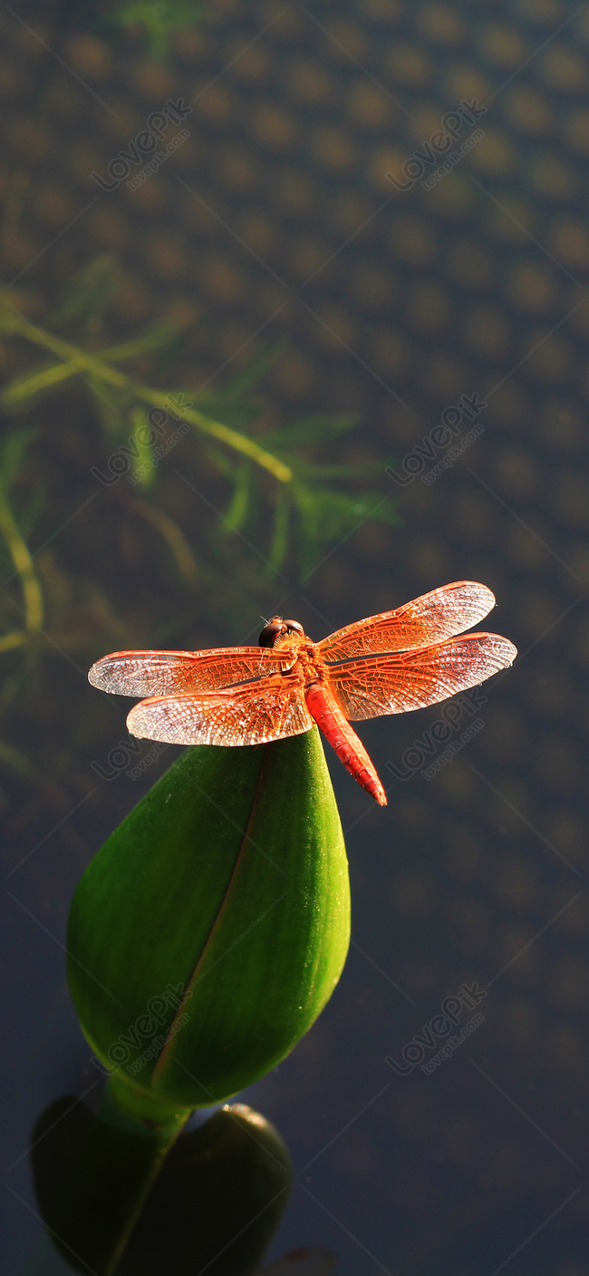 Hình Nền Dragonfly Di động Hình Nền, HD và Nền Cờ đẹp Động vật ...