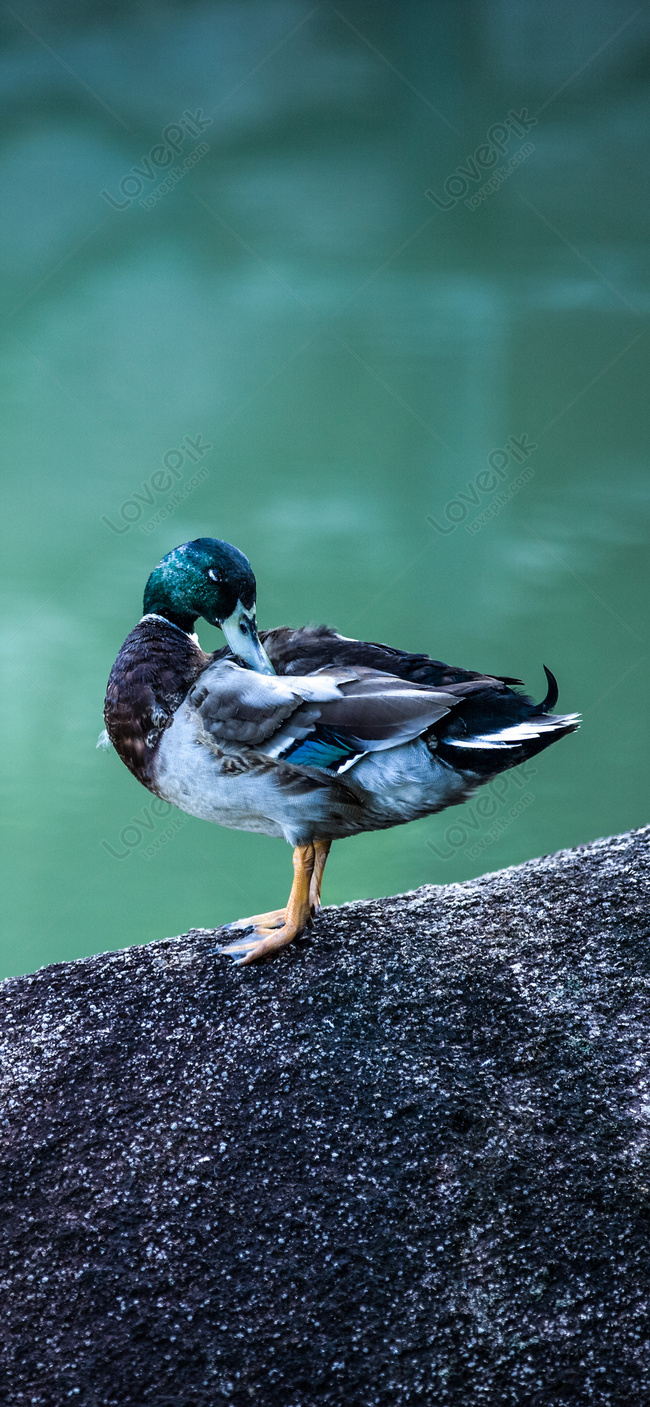 Duck Mobile Wallpaper Images Free Download on Lovepik | 400300354