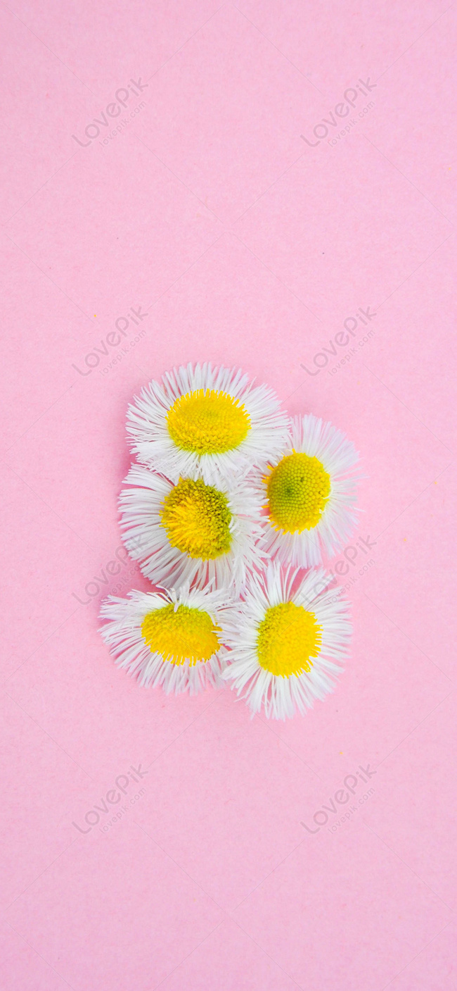 Flower Cellphone Wallpaper Images Free Download on Lovepik | 400288226