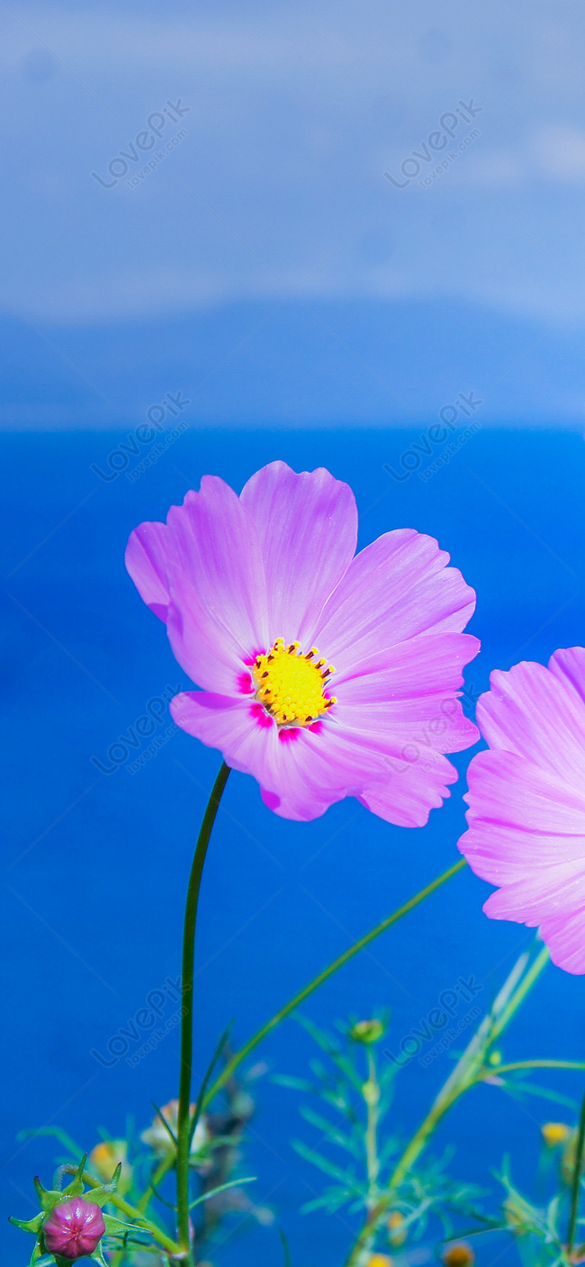 Flower Mobile Wallpaper Images Free Download on Lovepik | 400302989