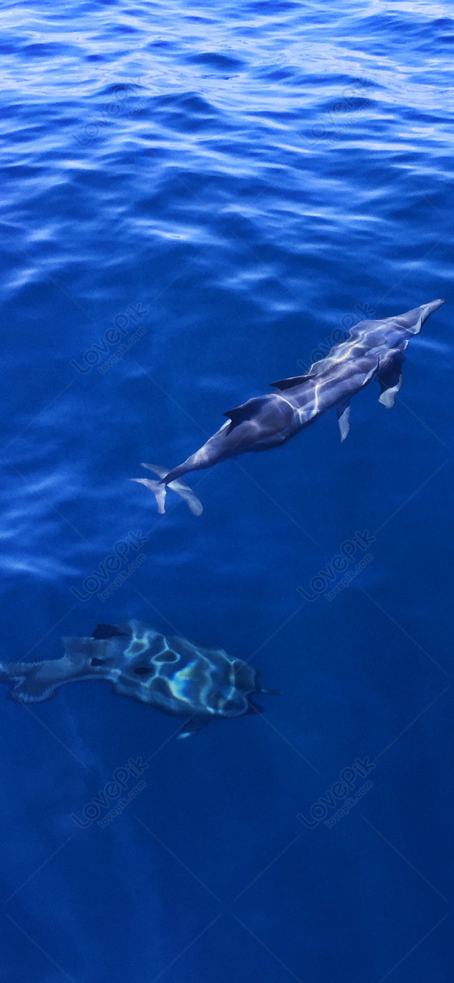 Kenting Dolphin Мобильные обои изображение_Фото номер 400258773_JPG Формат  изображения_ru.lovepik.com