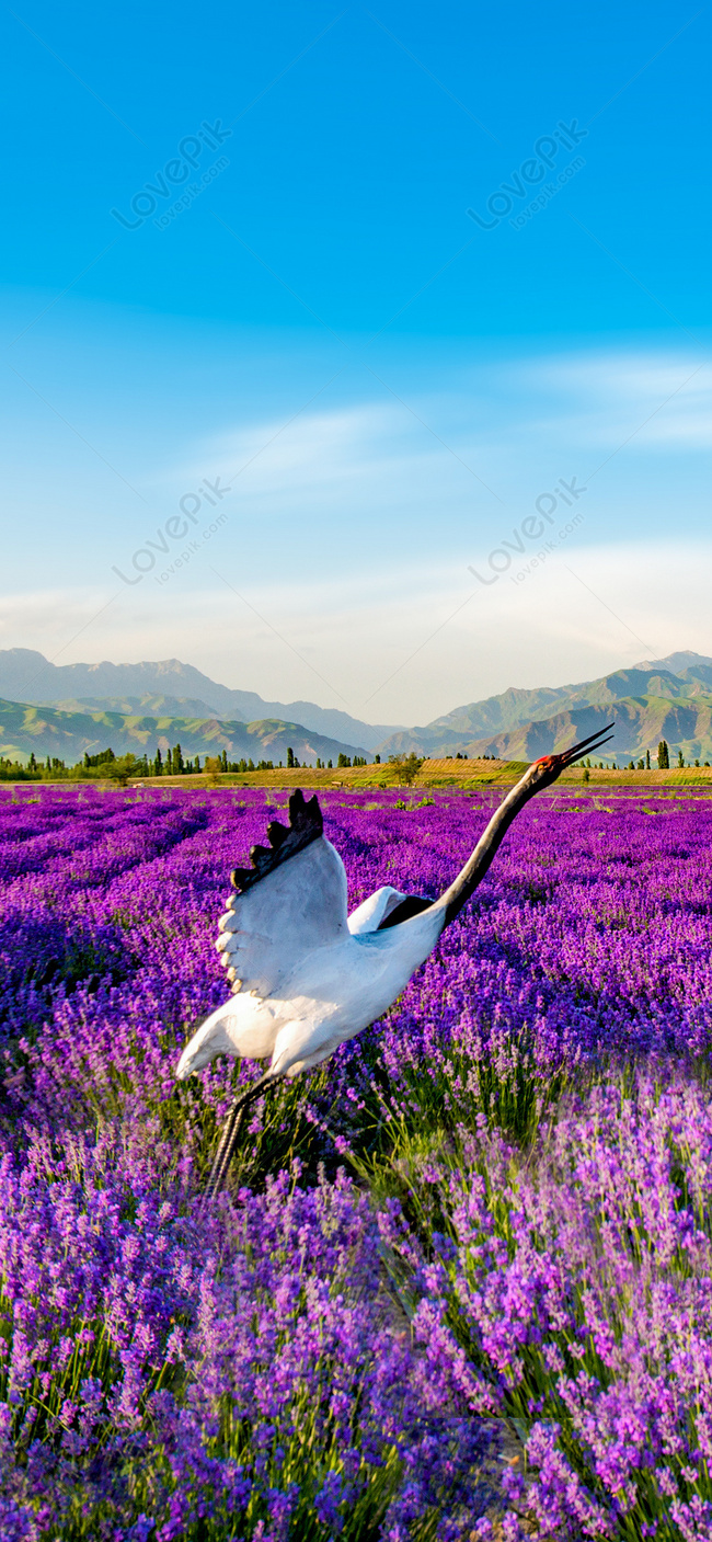 Vẻ đẹp thơ mộng của những cánh đồng hoa Lavender ở Pháp