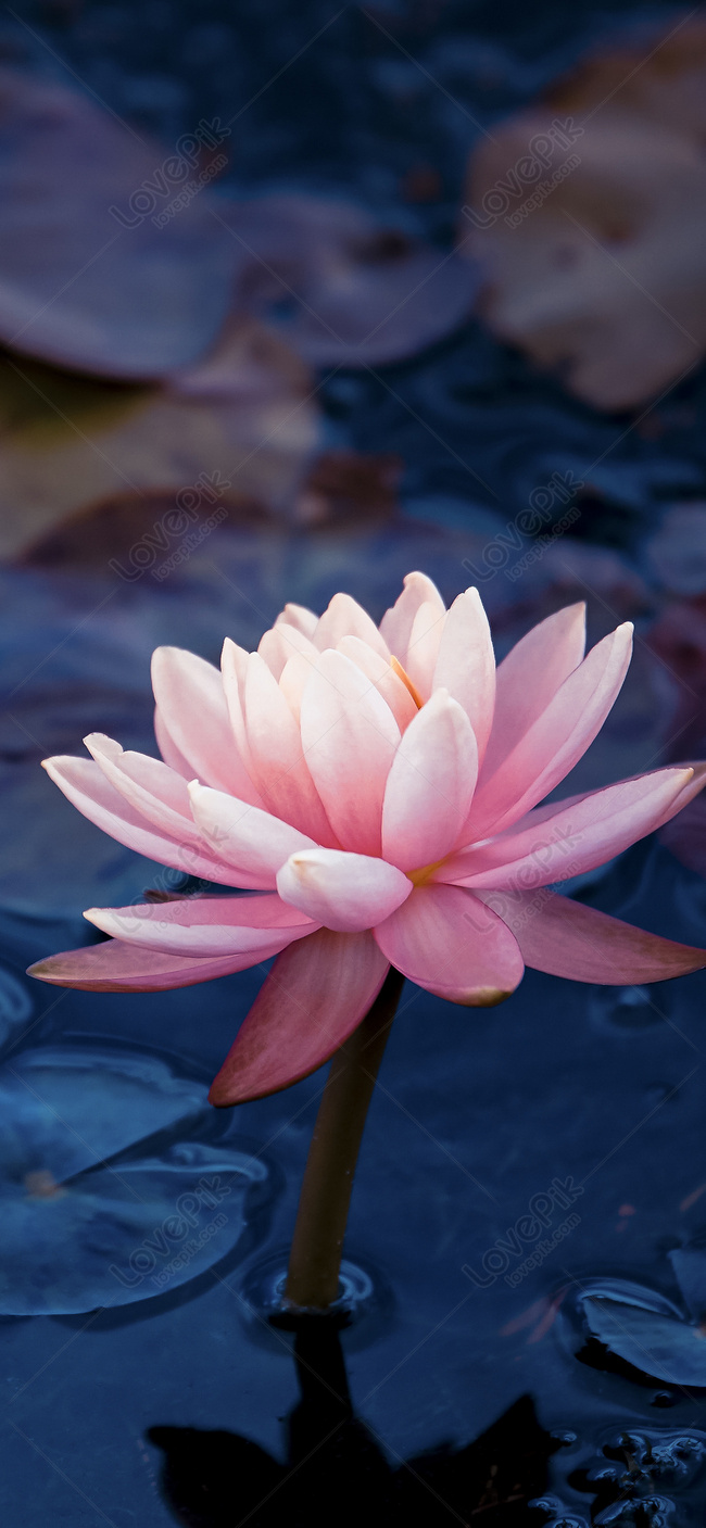 Lotus Cell Phone Wallpaper Images Free