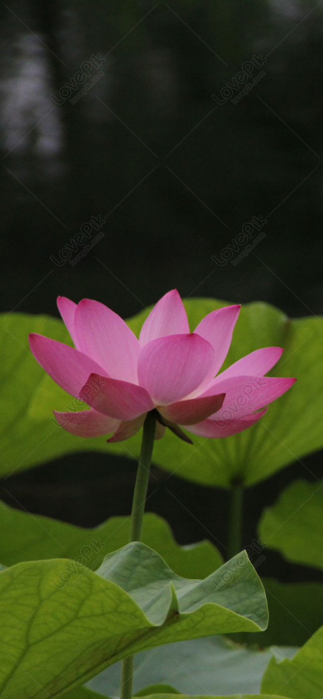 Fondo De Pantalla De Lotus Para Móvil Imagen de Fondo Gratis Descargar en  Lovepik