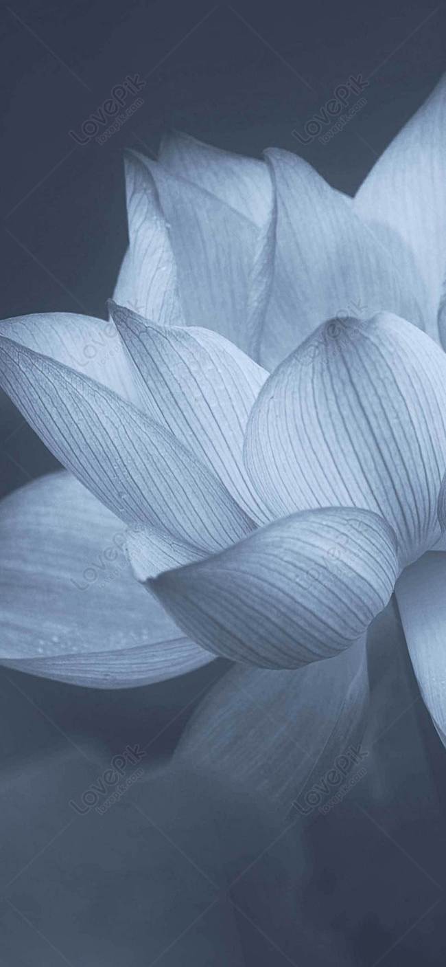 Lotus: Sen luôn là loài hoa được yêu thích vì vẻ đẹp tinh tế và trang nhã. Cùng nhìn vào những hình ảnh sen nở, đang ngẩn ngơ giữa nước để cảm nhận tình yêu và sự thanh tịnh.