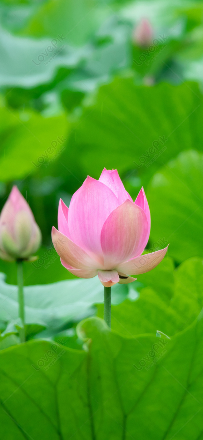 Hình Nền Hình Nền điện Thoại Di động Của Lotus, HD và Nền Cờ đẹp cây, hoa  sen, hoa để Tải Xuống Miễn Phí - Lovepik