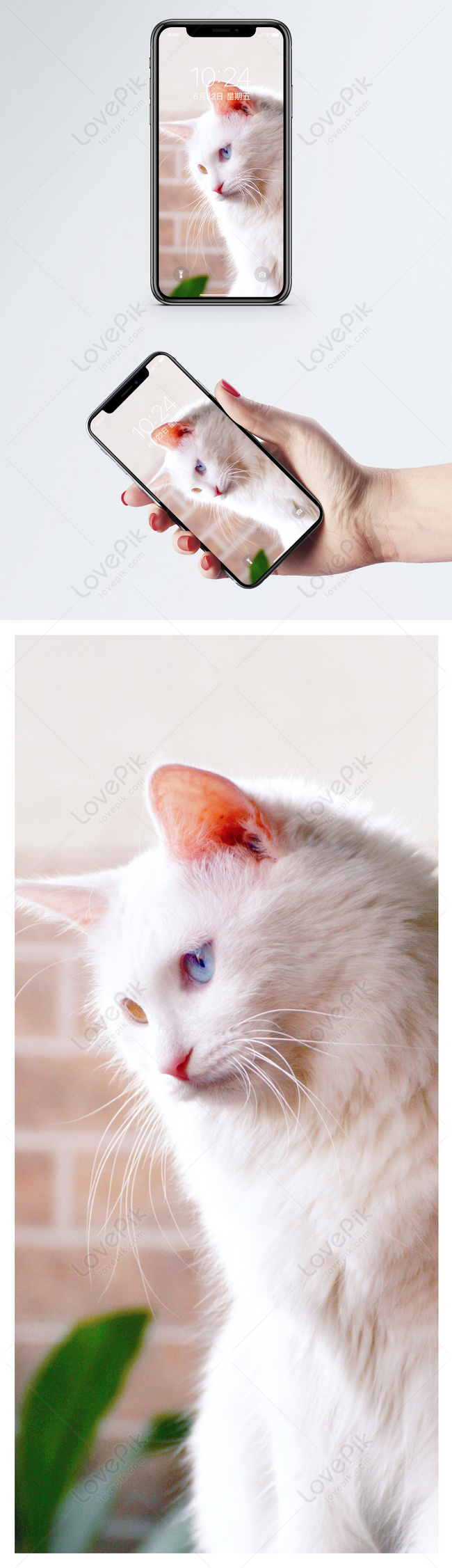 Papel de parede gato branco