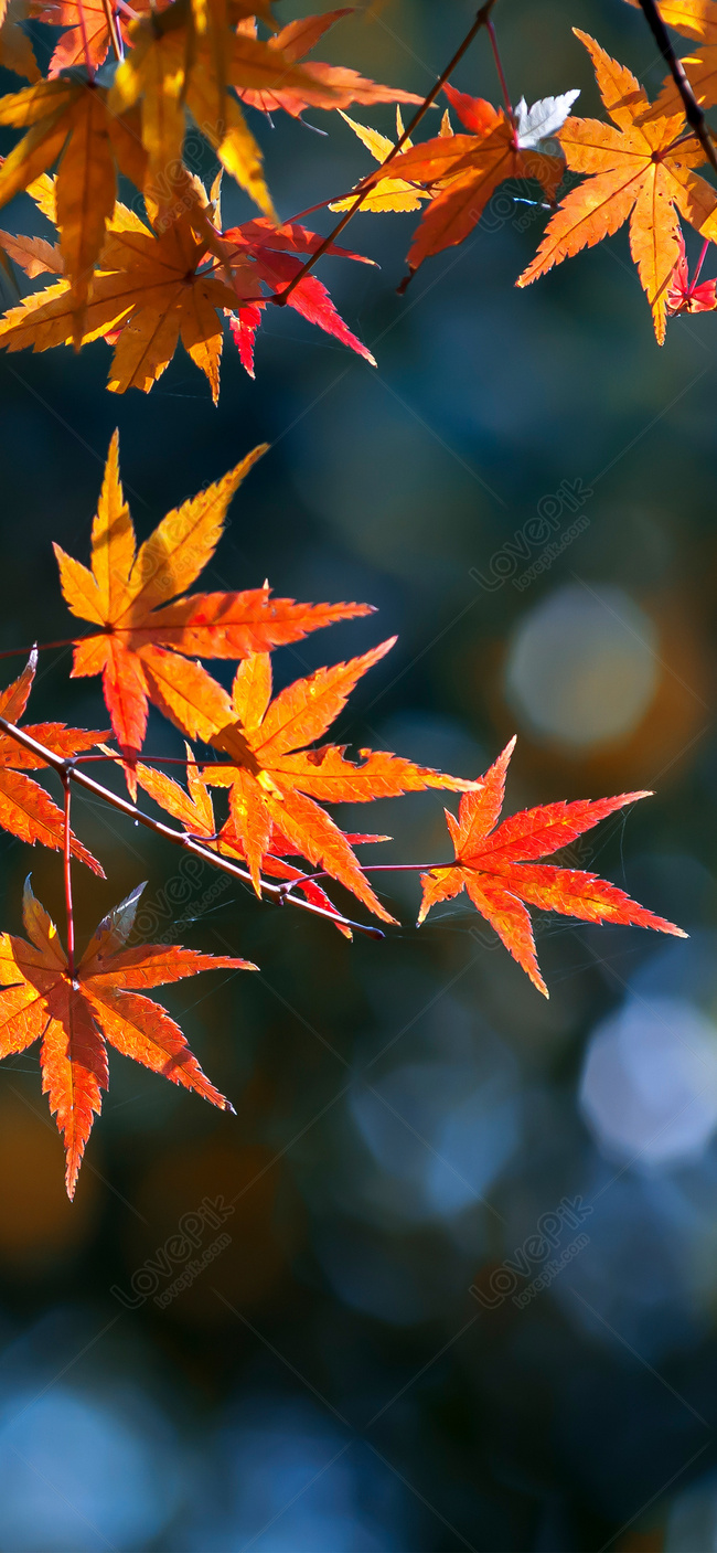Maple Leaf Cell Phone Wallpaper In Late Autumn Images Free Download on  Lovepik | 400258439