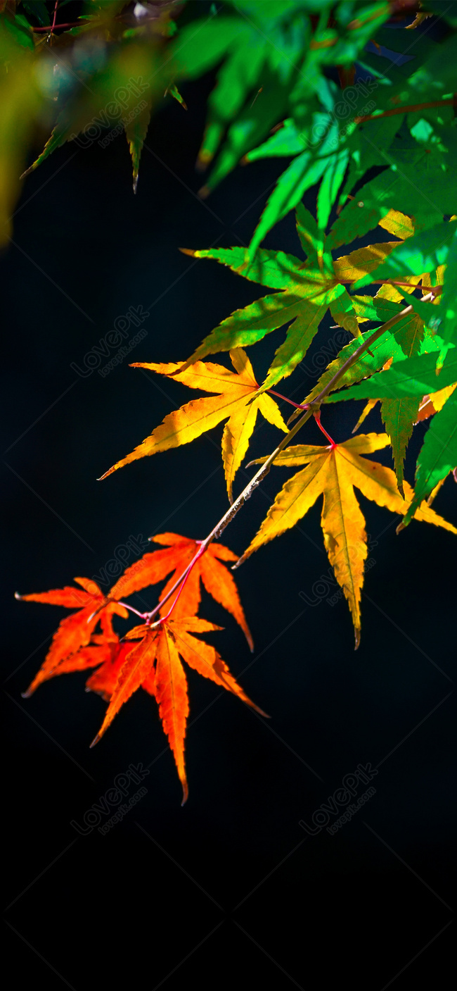 Maple Leaf Mobile Wallpaper Images Free Download on Lovepik | 400293736