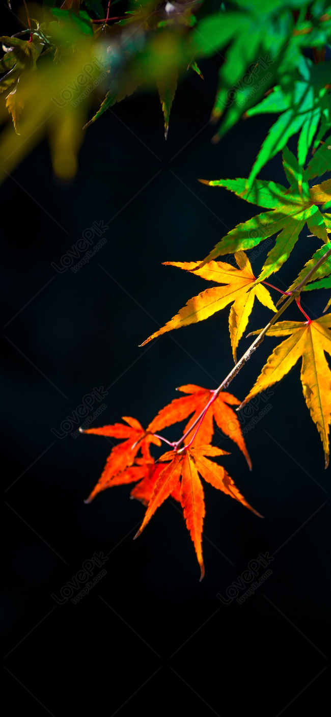Hình Nền Maple Leaf Hình Nền điện Thoại Di động, HD và Nền Cờ đẹp ...