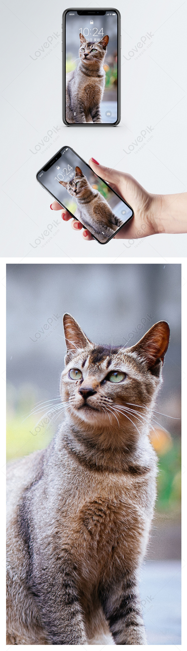 Mèo hình nền : Sự dễ thương và lựa chọn tuyệt vời cho màn hình điện thoại  của bạn