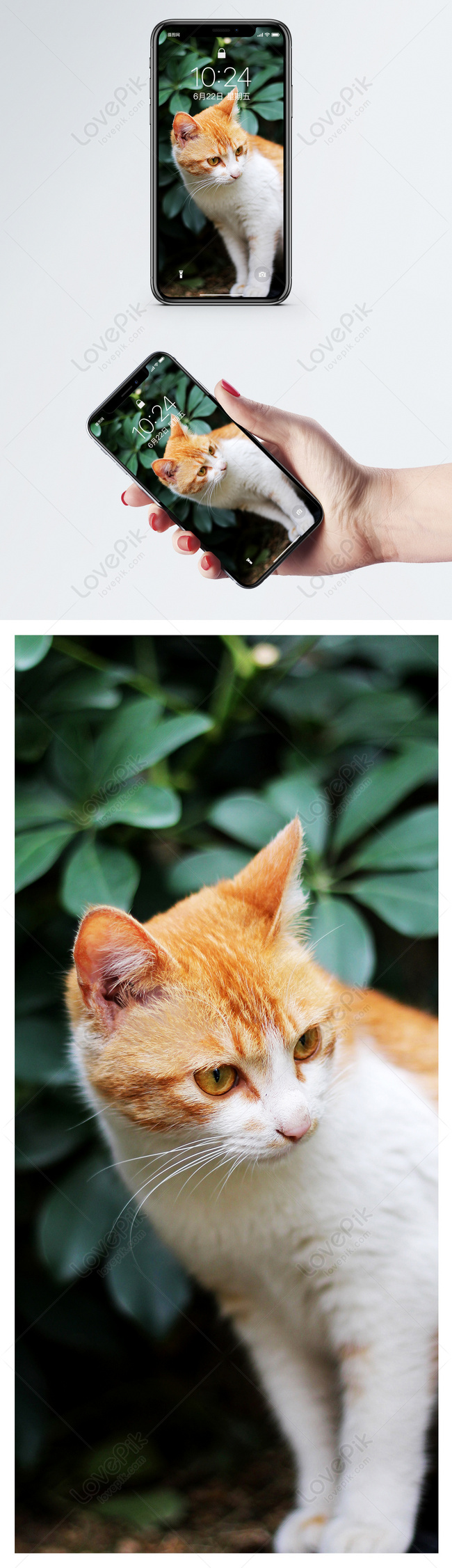 Hình Nền Con Mèo Màu Da Cam Hồ Hình Nền điện Thoại Di động, HD và ...