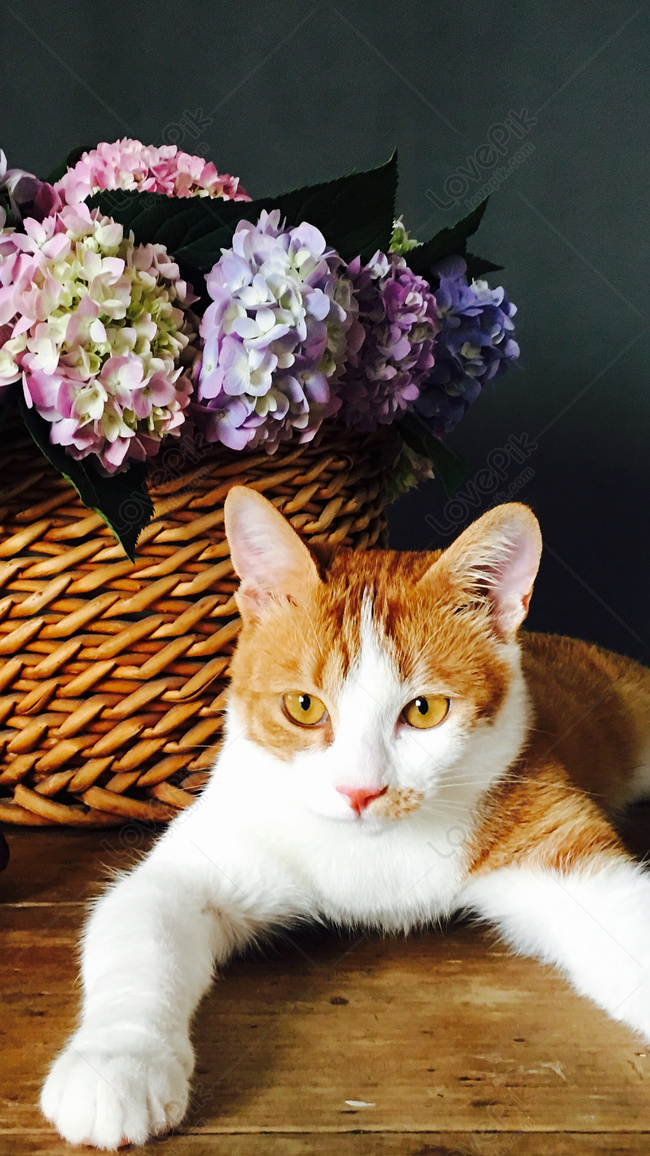 Hình nền Mèo Con Dễ Thương đẹp nhất cho điện thoại | Mèo, Dễ thương, Động  vật
