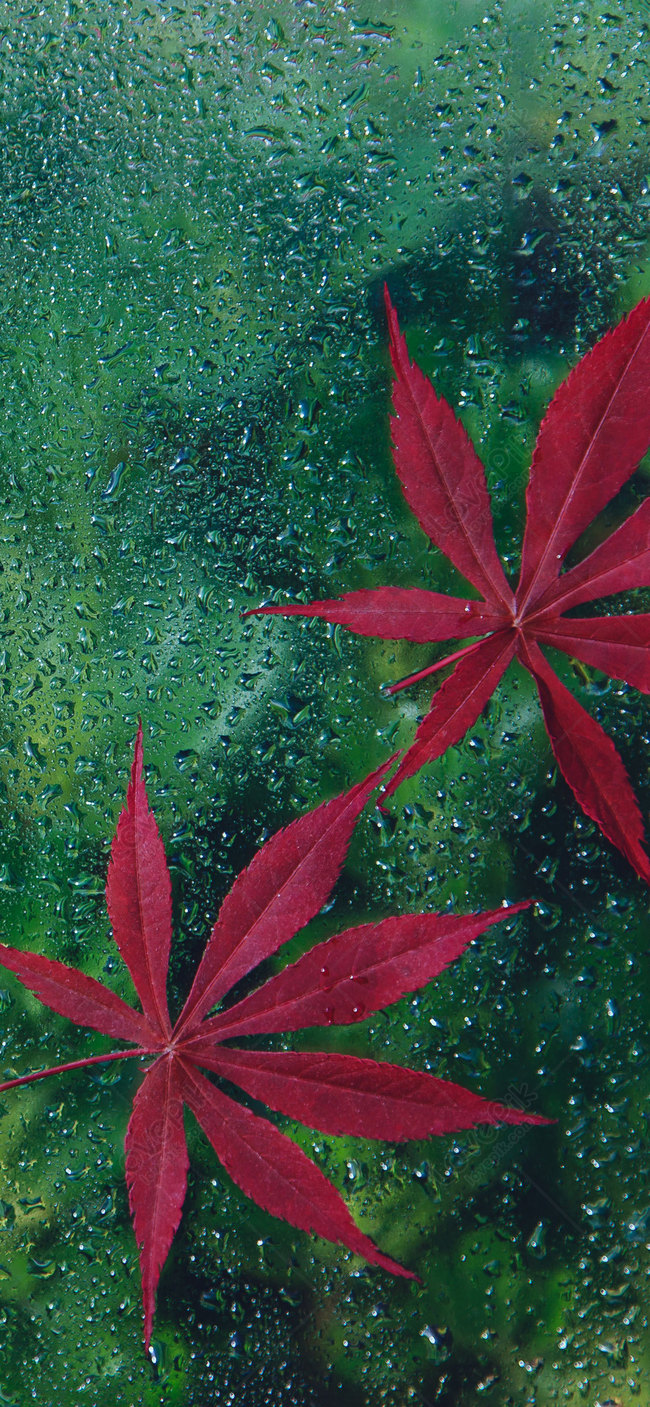 Free download Red maple leaf Wallpapers Red maple leaf Backgrounds Red  maple leaf [1920x1200] for your Desktop, Mobile & Tablet, Explore 64+ Red  Leaf Wallpaper