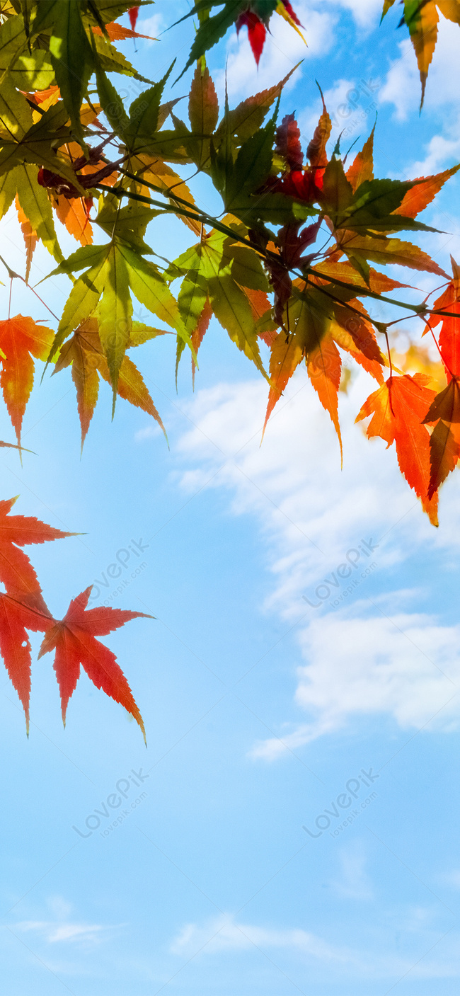 Red Maple Leaf Mobile Wallpaper Under Blue Sky Images Free Download on  Lovepik | 400293798