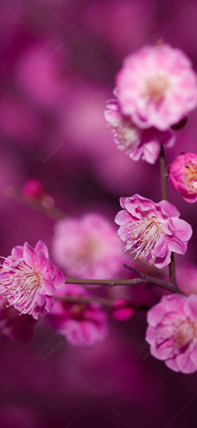 Red Plum Blossom Wallpaper Images Free Download on Lovepik | 400277697