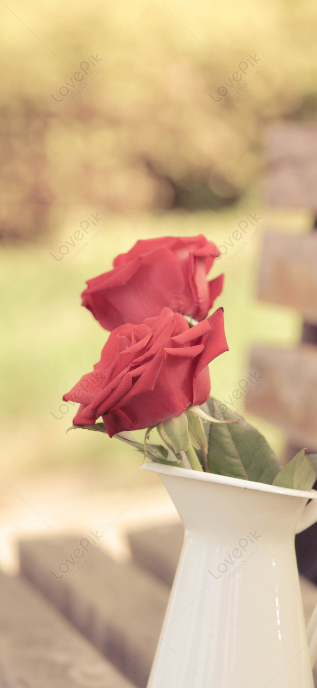 Hình nền đt hoa hồng đỏ: \