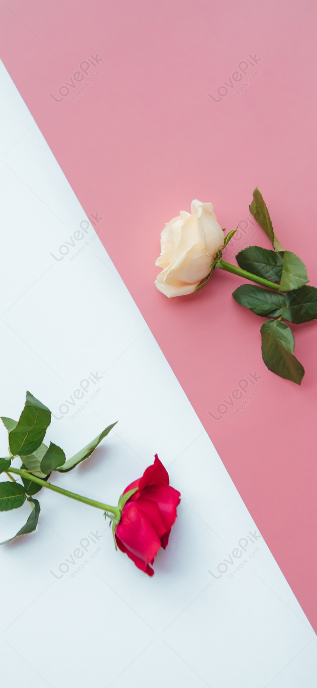 Rose Love Cellphone Wallpaper Images Free Download on Lovepik | 400231143