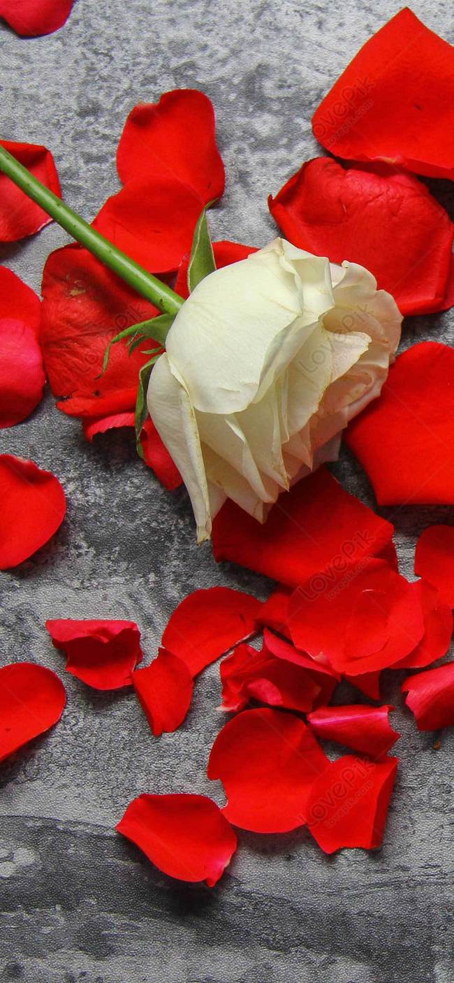 Ảnh hoa hồng | 50 Ảnh hoa hồng đẹp ĐỘC ĐÁO NHẤT TG