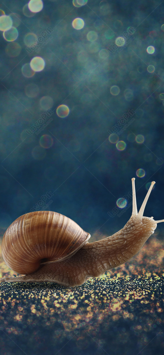 Snail Cell Phone Wallpaper Images Free