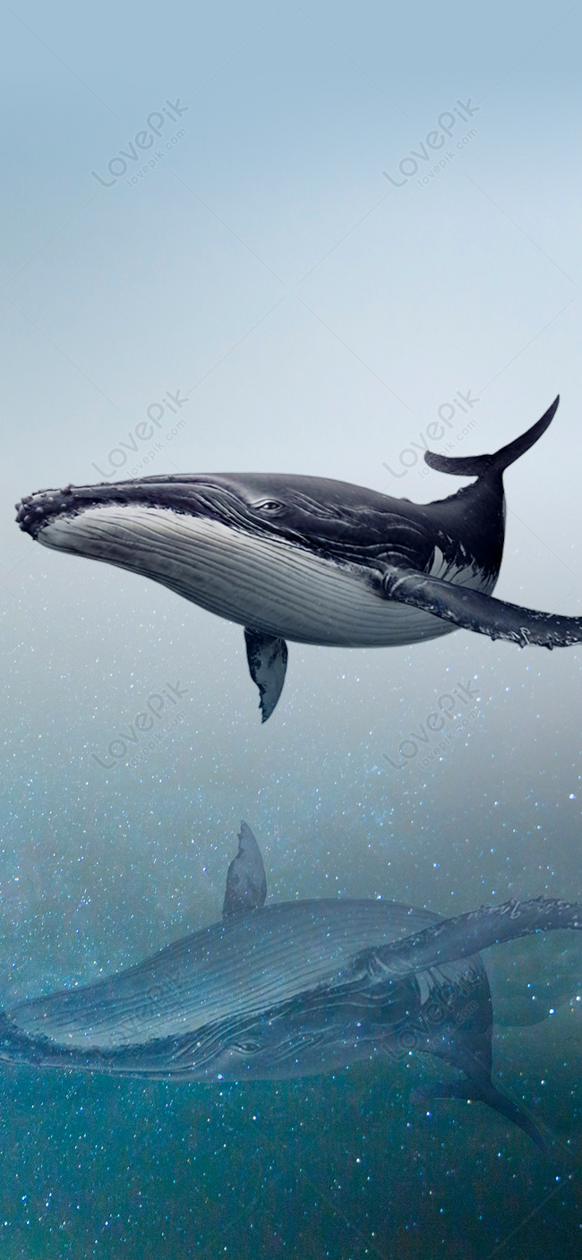 hd whale wallpaper