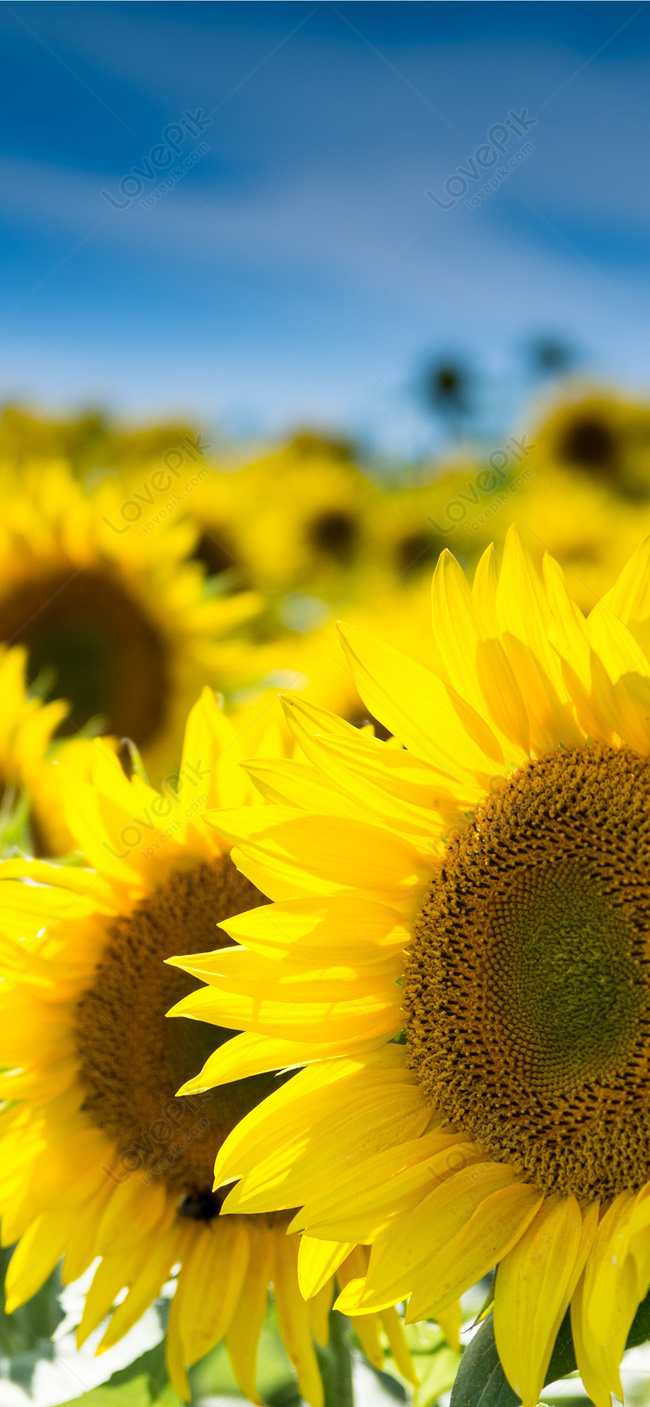 Sunflower Cell Phone Wallpaper Images Free Download on Lovepik | 400243557