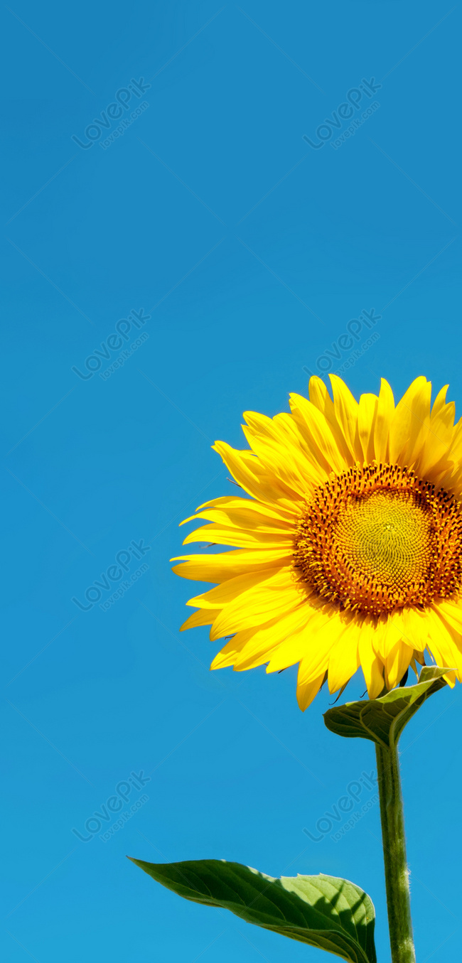 Sunflower Mobile Phone Wallpaper Images Free Download on Lovepik | 400295550