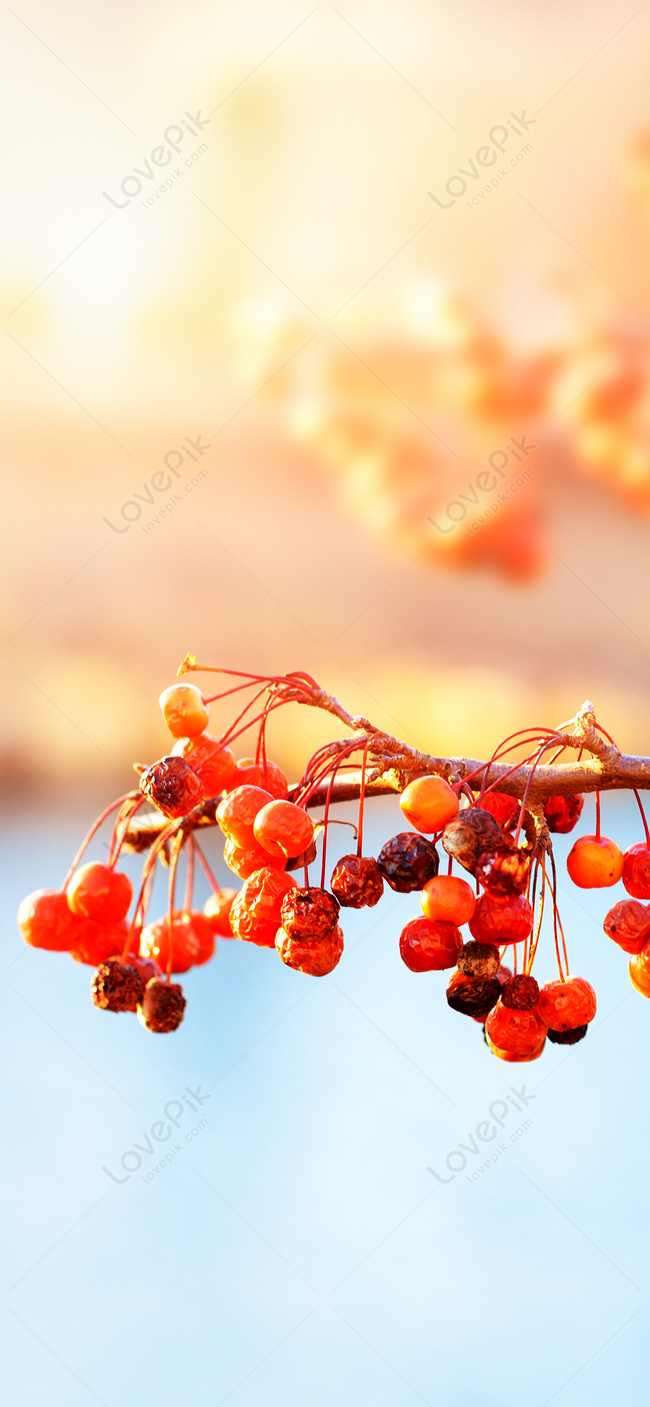 Сладкие красные фрукты мобильный телефон обои изображение_Фото номер  400336746_JPG Формат изображения_ru.lovepik.com