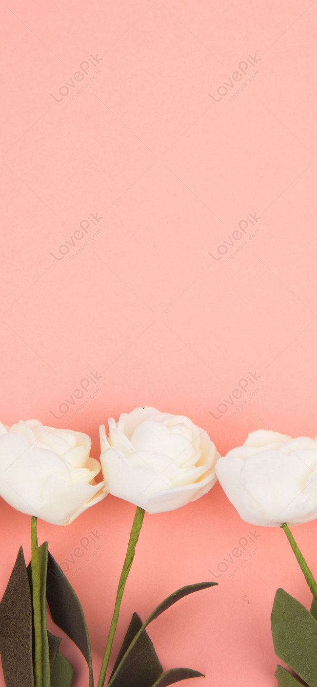Fondo De Pantalla Móvil Rosa Blanca Imagen de Fondo Gratis Descargar en  Lovepik