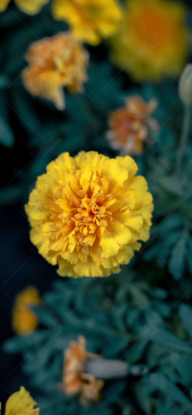 Hoa cúc, người đẹp với vóc dáng thanh thoát, được yêu thích bởi sự tinh khiết và giản dị của nó. Hãy đắm mình trong hình ảnh của loài hoa xinh đẹp này để tìm hiểu thêm về ý nghĩa và giá trị của nó.
