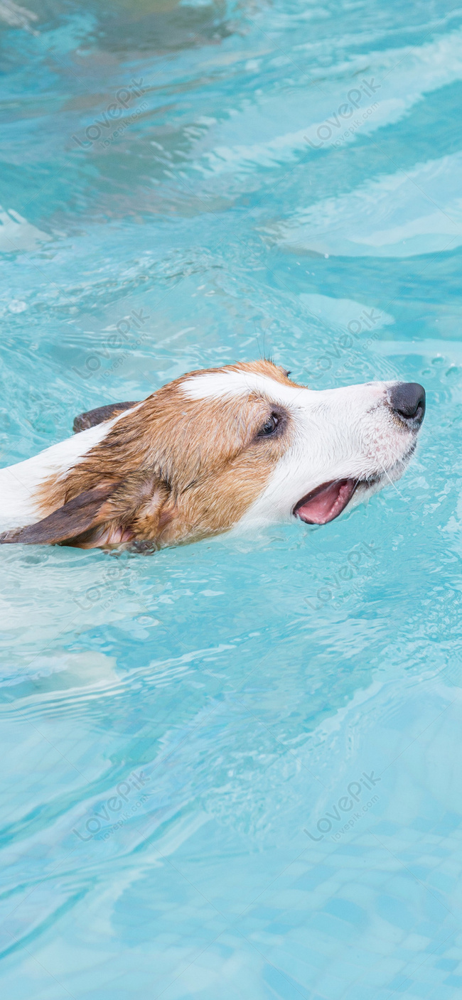 Dog Swimming Mobile Phone Wallpaper Images Free Download on Lovepik |  400446376