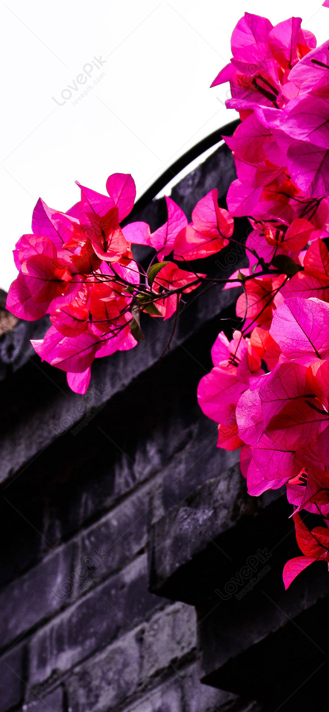Flower Building Mobile Phone Wallpaper Images Free Download on Lovepik |  400446253