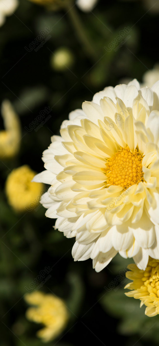 Chiêm ngưỡng ngay 50+ hình nền hoa cúc dịu dàng, tinh khiết - Fptshop.com.vn