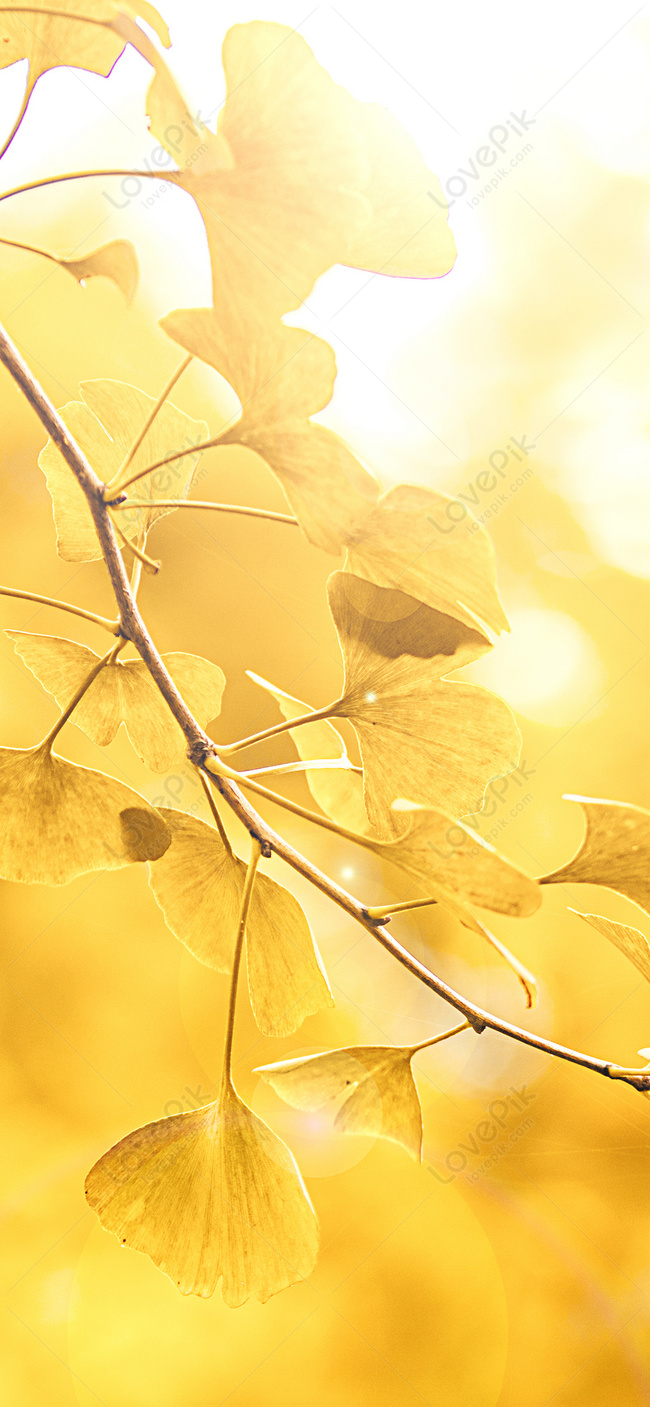 Ginkgo Leaf Cell Phone Wallpaper Images Free Download on Lovepik