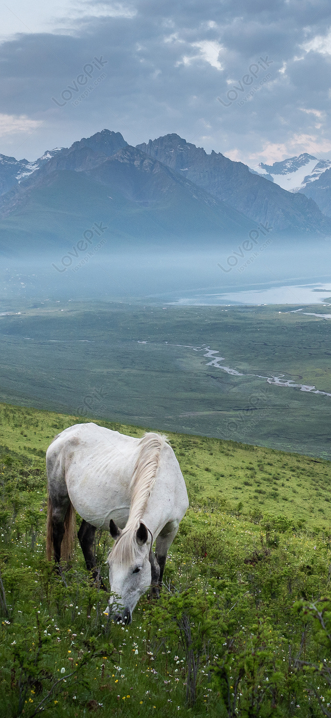 Grassland White Horse Mobile Phone Wallpaper Images Free Download on  Lovepik | 400349804
