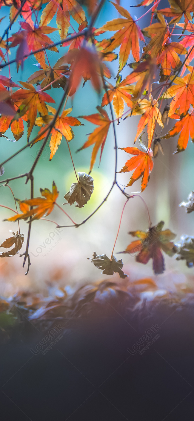 Maple Leaf Mobile Wallpaper In Autumn Images Free Download on Lovepik |  400373478