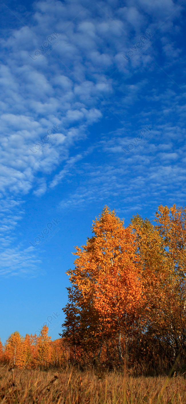 Hình Nền Hình Nền điện Thoại Di động Của Mùa Thu, HD và Nền Cờ đẹp phong  cảnh mùa thu, bầu trời xanh, vàng lá để Tải Xuống Miễn Phí - Lovepik