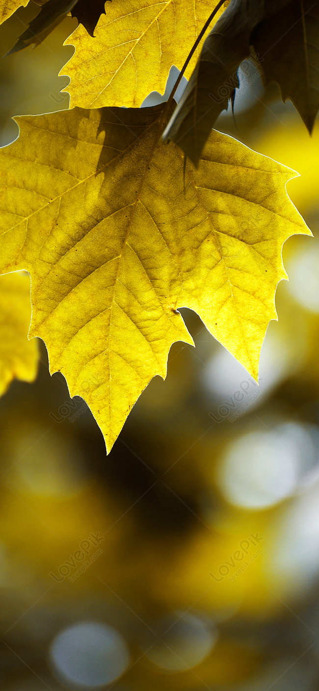 Park Autumn Leaf Mobile Wallpaper Images Free Download on Lovepik |  400434751