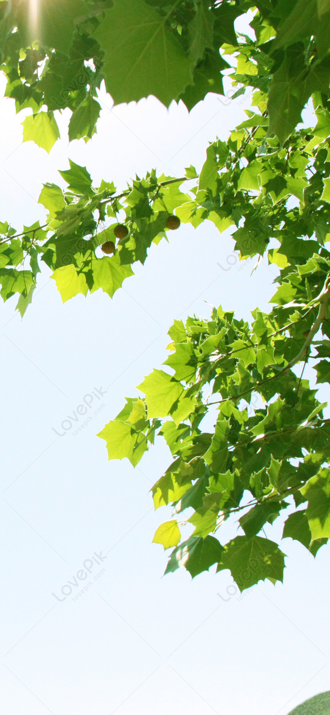Plant Green Leaf Mobile Phone Wallpaper Images Free Download on Lovepik |  400425083