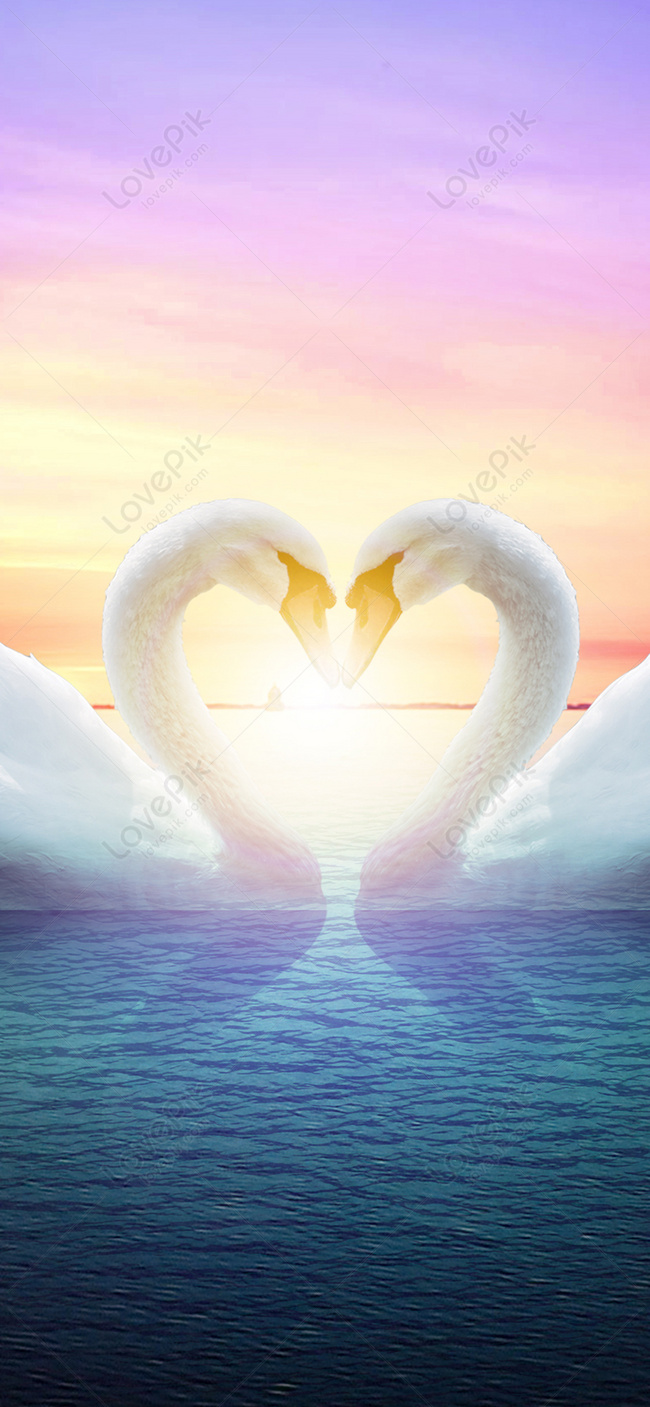 Swan Love Mobile Phone Wallpaper Images Free Download on Lovepik ...