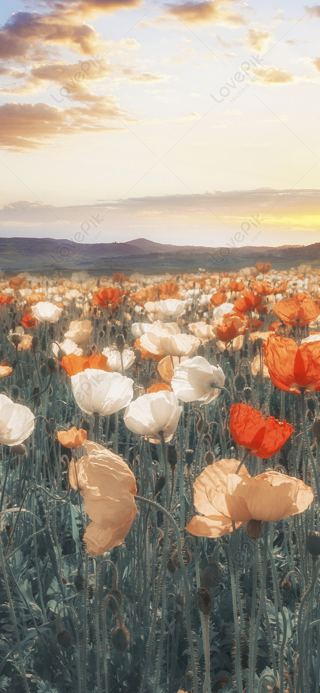 Hình Nền Hoa Tulip Giấy Dán Tường Điện Thoại Di Động, Hd Và Nền Cờ Đẹp Tầng  Mây, Mây, Hoa Anh Túc Để Tải Xuống Miễn Phí - Lovepik