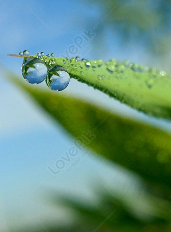 Dew, drops, green, leaf, leaves, nature, raindrops, HD phone wallpaper |  Peakpx