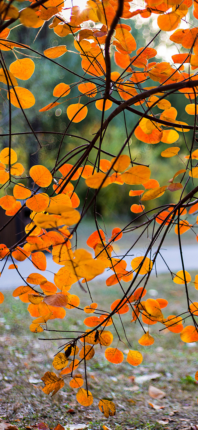 Autumn Leaf Mobile Wallpaper Images Free Download on Lovepik | 400610564