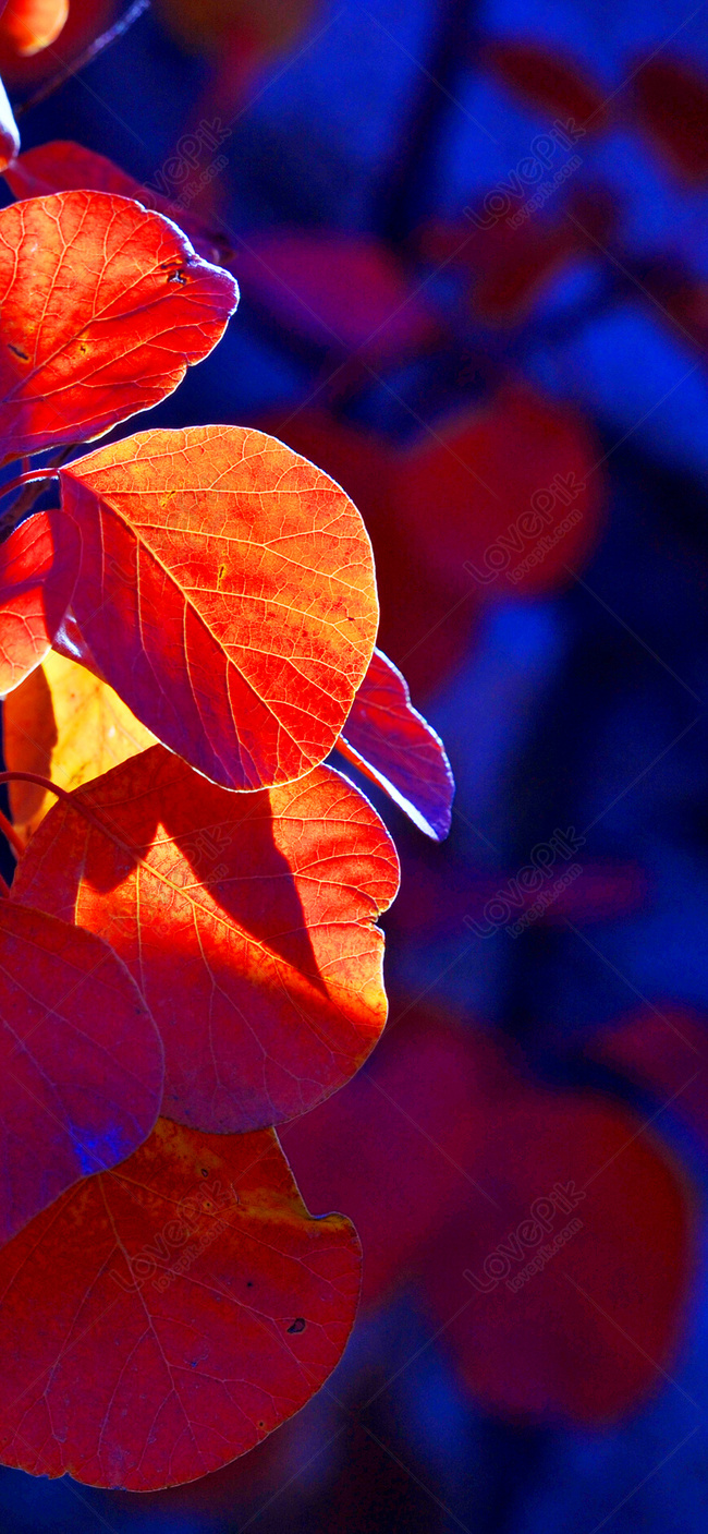 Autumn Mobile Phone Wallpaper Images Free Download on Lovepik | 400641920