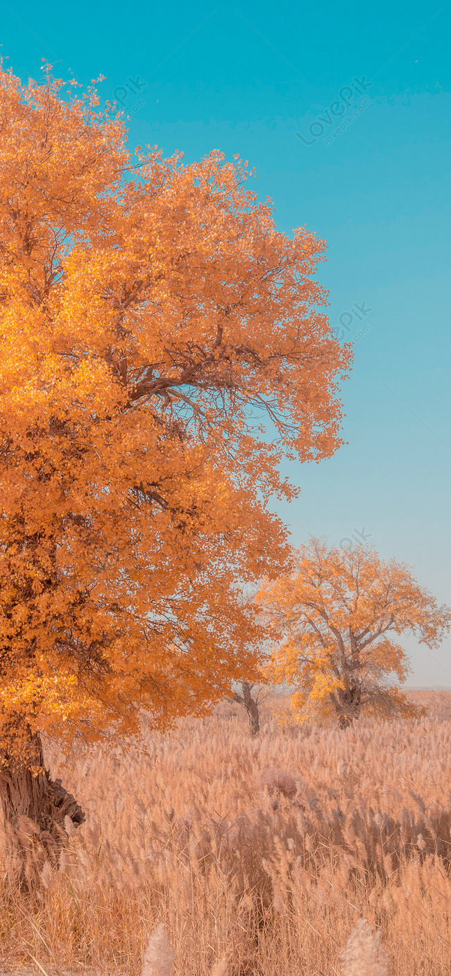 Autumn Mobile Wallpaper Images Free Download On Lovepik | 400623991