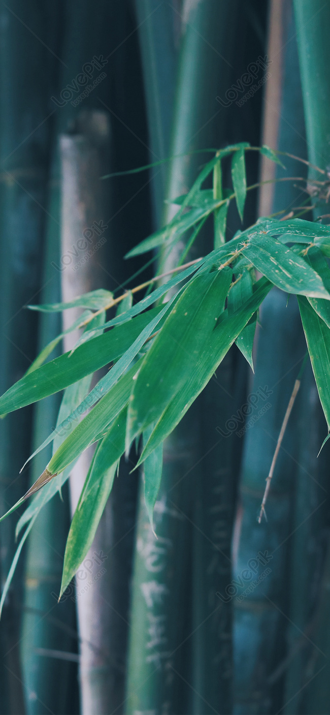 Bamboo Leaf Mobile Wallpaper Images Free Download on Lovepik | 400640351
