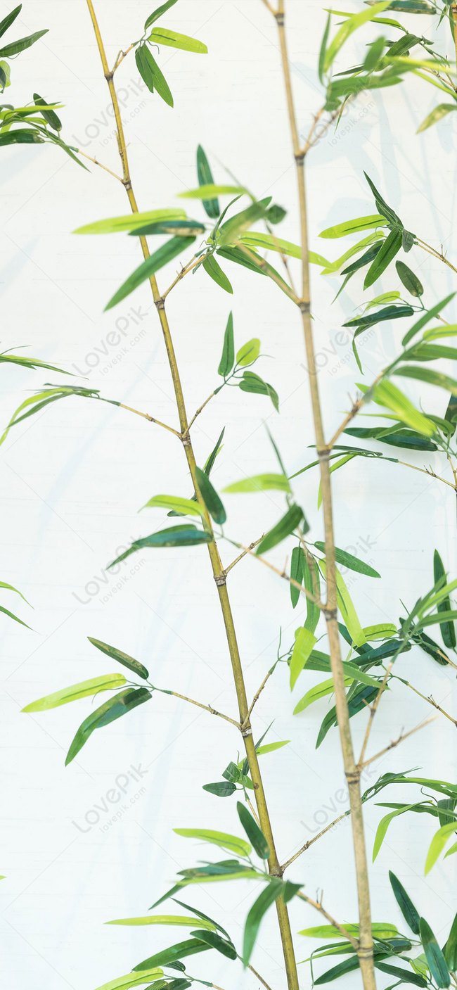 Bamboo Mobile Phone Wallpaper Images Free Download on Lovepik | 400591997